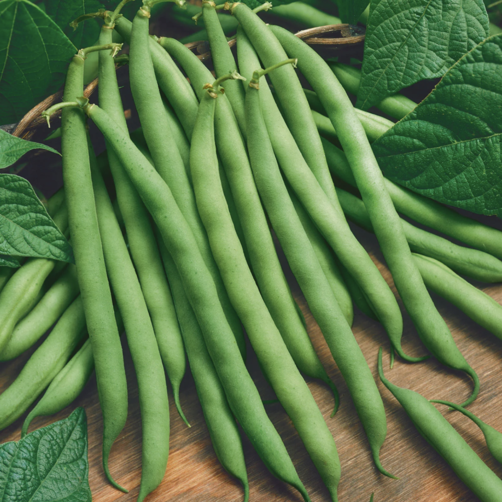 blue lake bush green beans